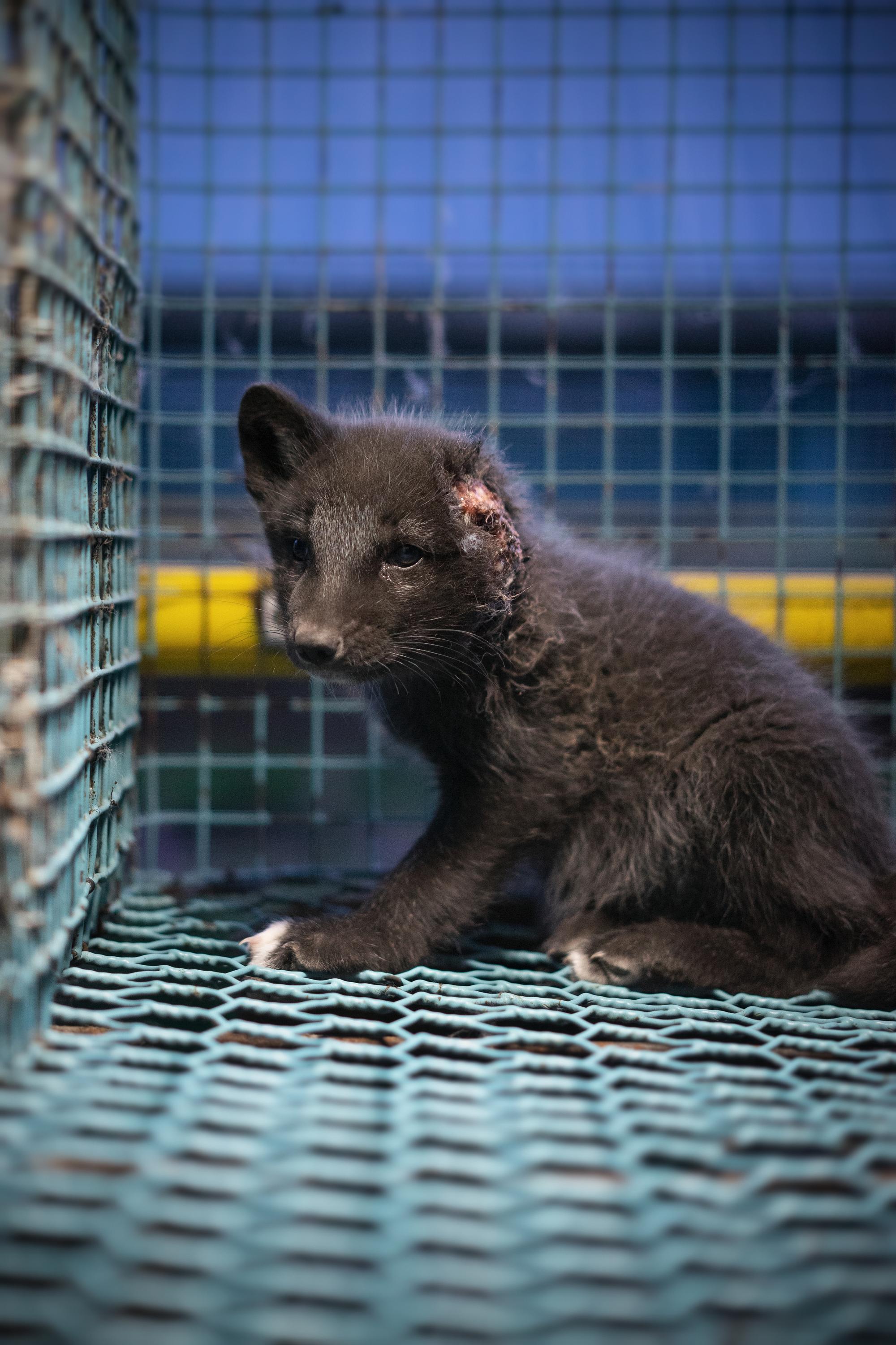 Investigación granjas peleteras Finlandia